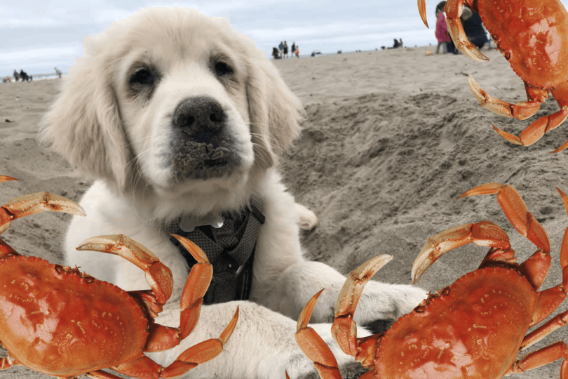 Busting the Myth! Can Dogs Eat Imitation Crab Meat ?