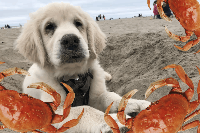 Busting The Myth Can Dogs Eat Imitation Crab Meat 