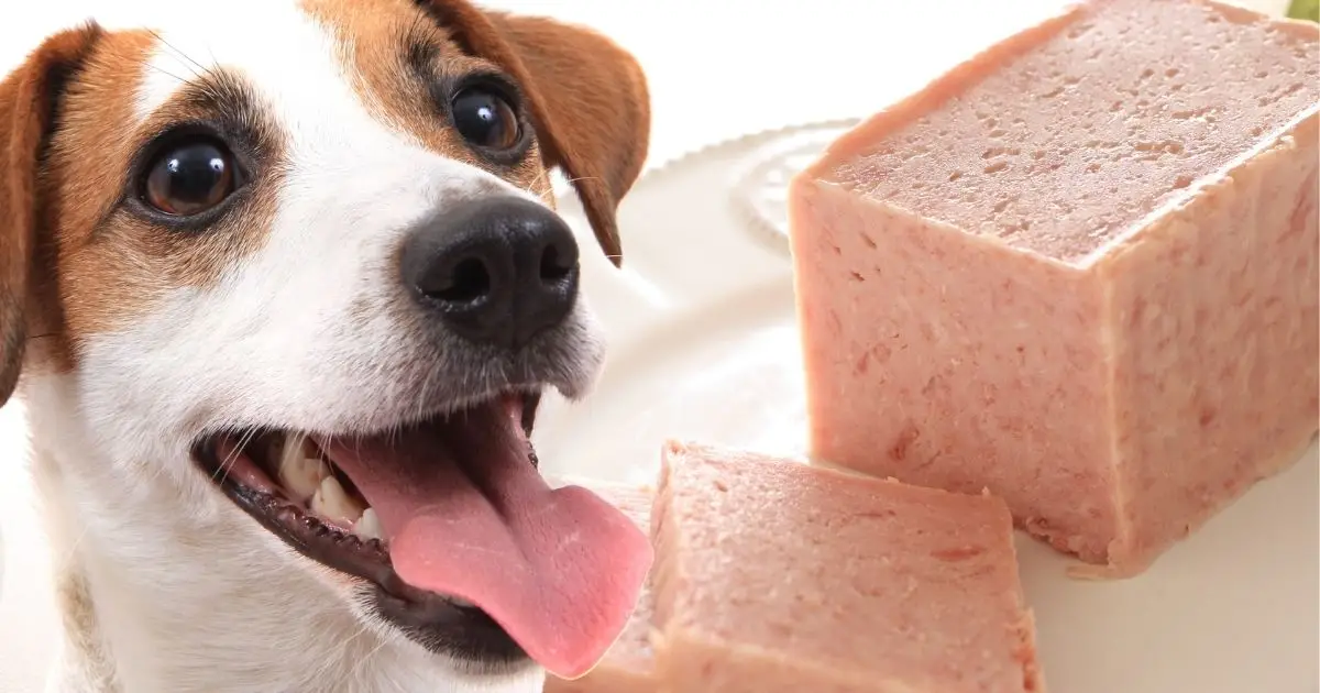 Can Dogs Eat Spam ? Is it Dangerous?