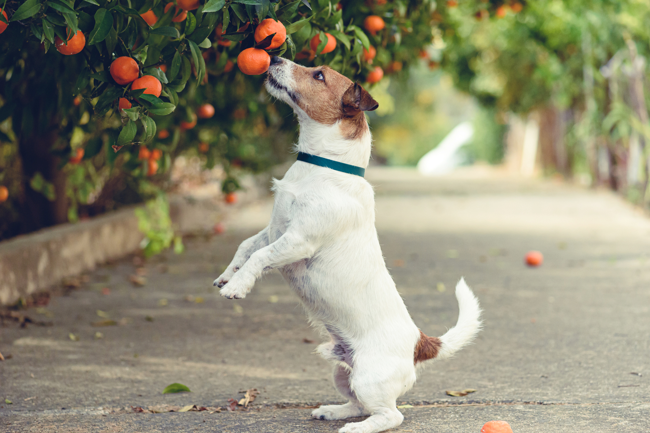 Can Dogs Eat Tangerines ? 4 Things You Need to Know!
