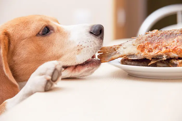 Can Dogs Eat Tilapia? Is Eating Fish Safe for Dogs?