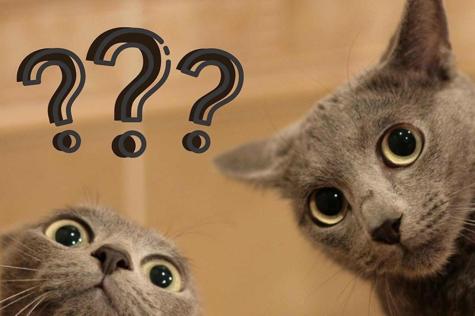 We think cats are the bee's knees, but do cats have knees?