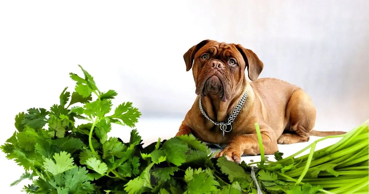 Is cilantro bad for dogs or not ?