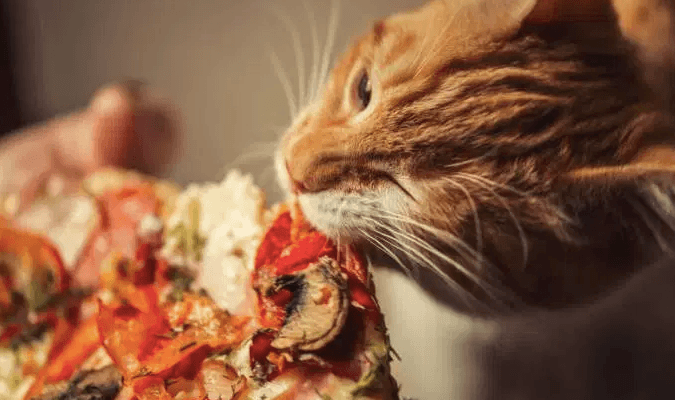Can Cats Have Pepperoni