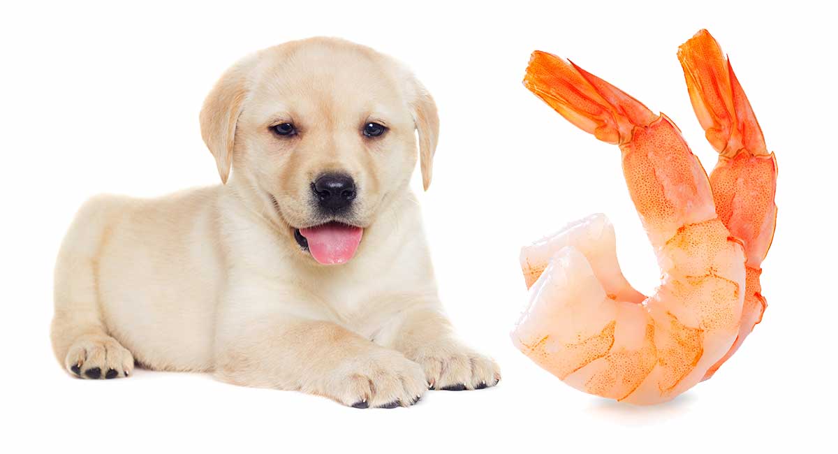 You Should Know : Can Dogs Eat Shrimp ?