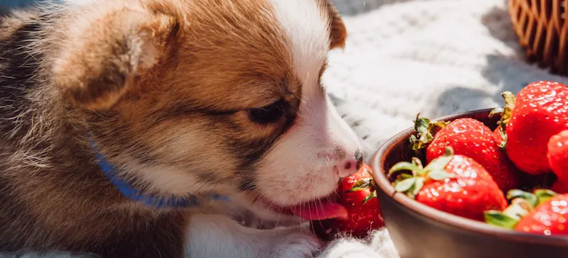 Can Dogs Eat Strawberries ?