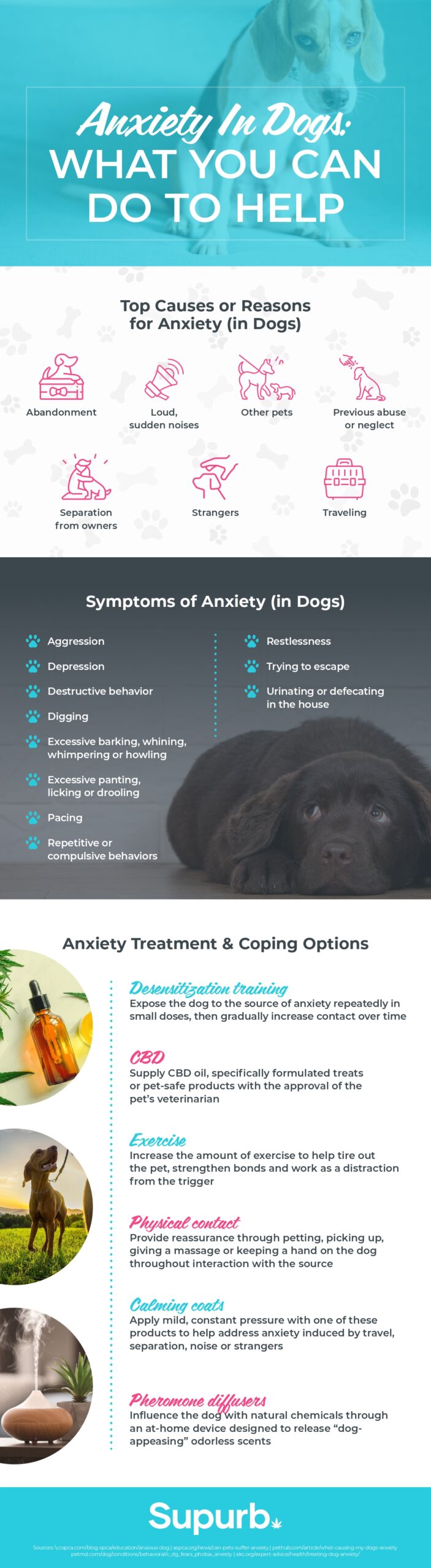 Anxiety In Dogs: What You Can Do To Help