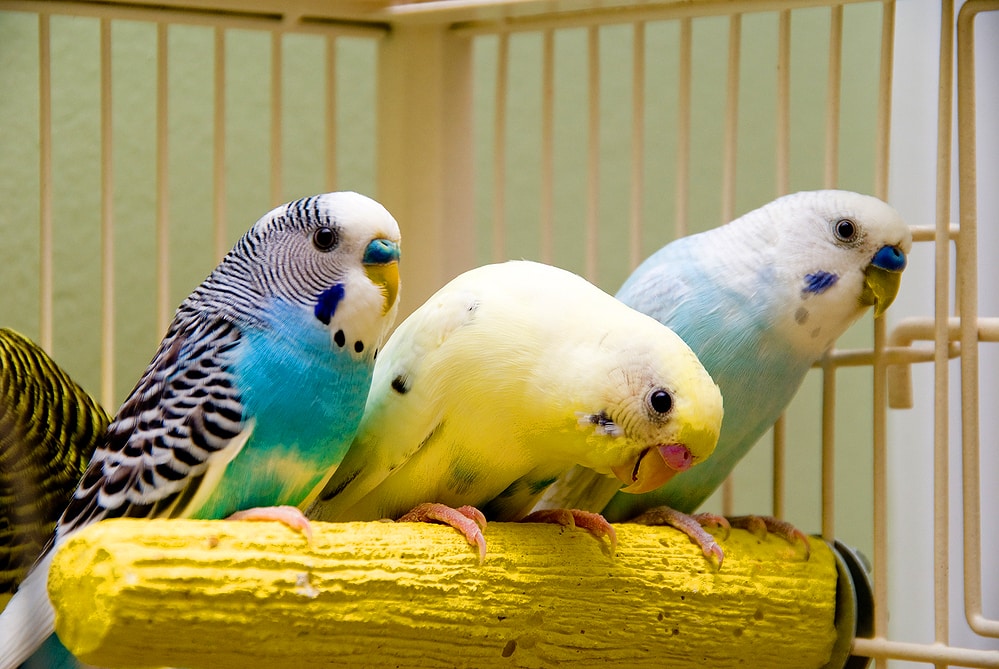 Can Parrots Talk ?