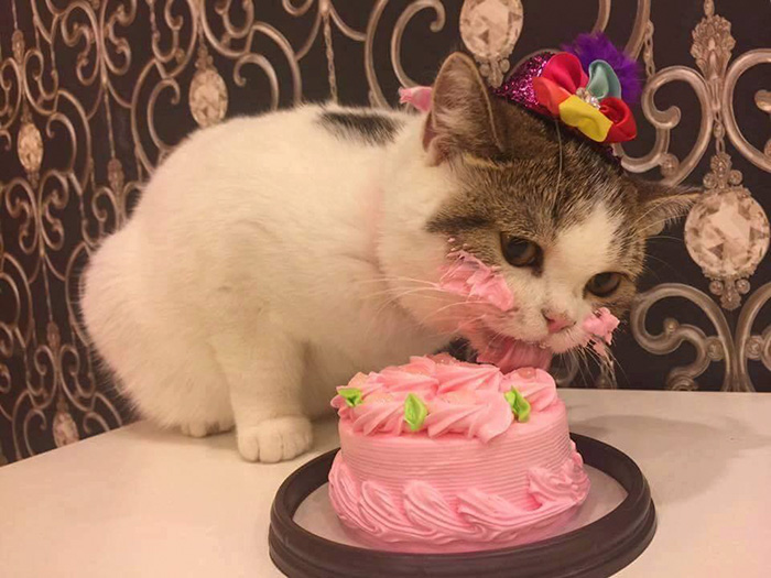 Cats Love Cake !