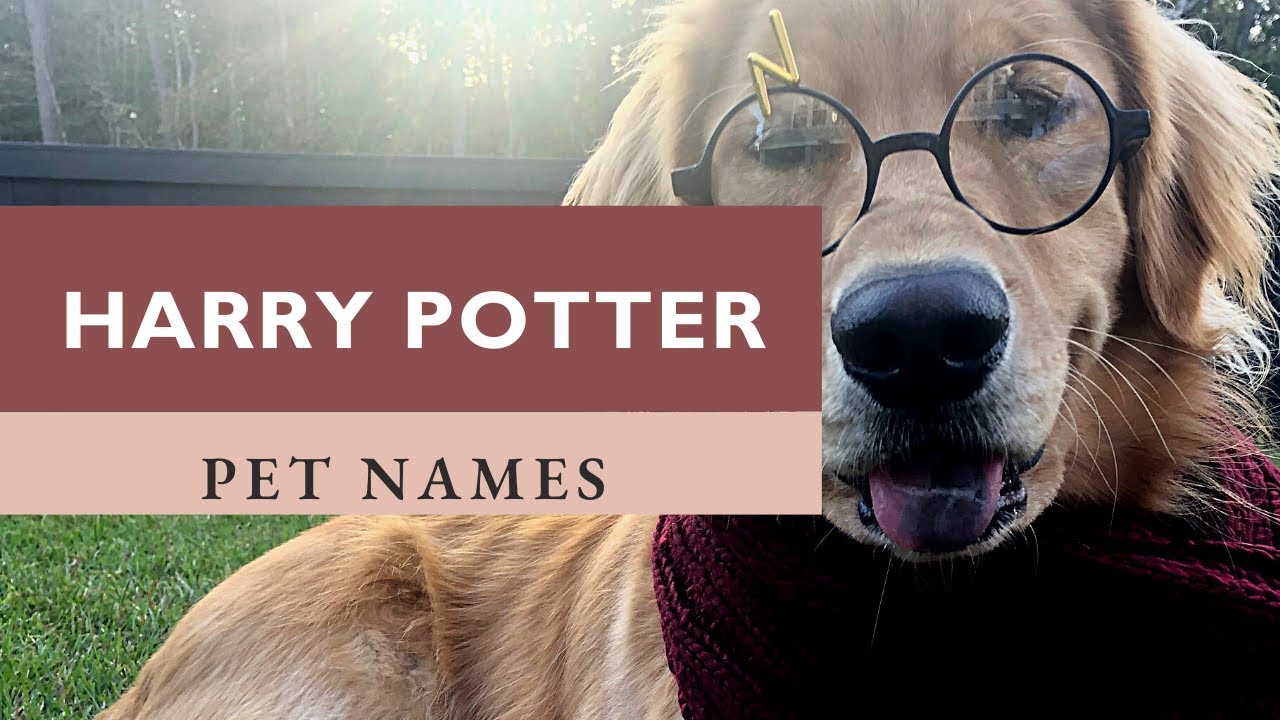 Harry Potter Pet Names ?