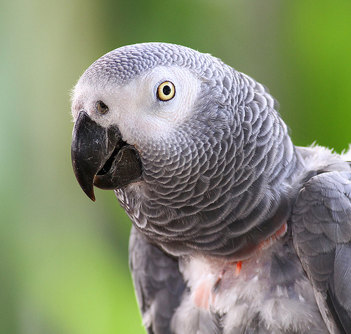 how long do a parrots live
