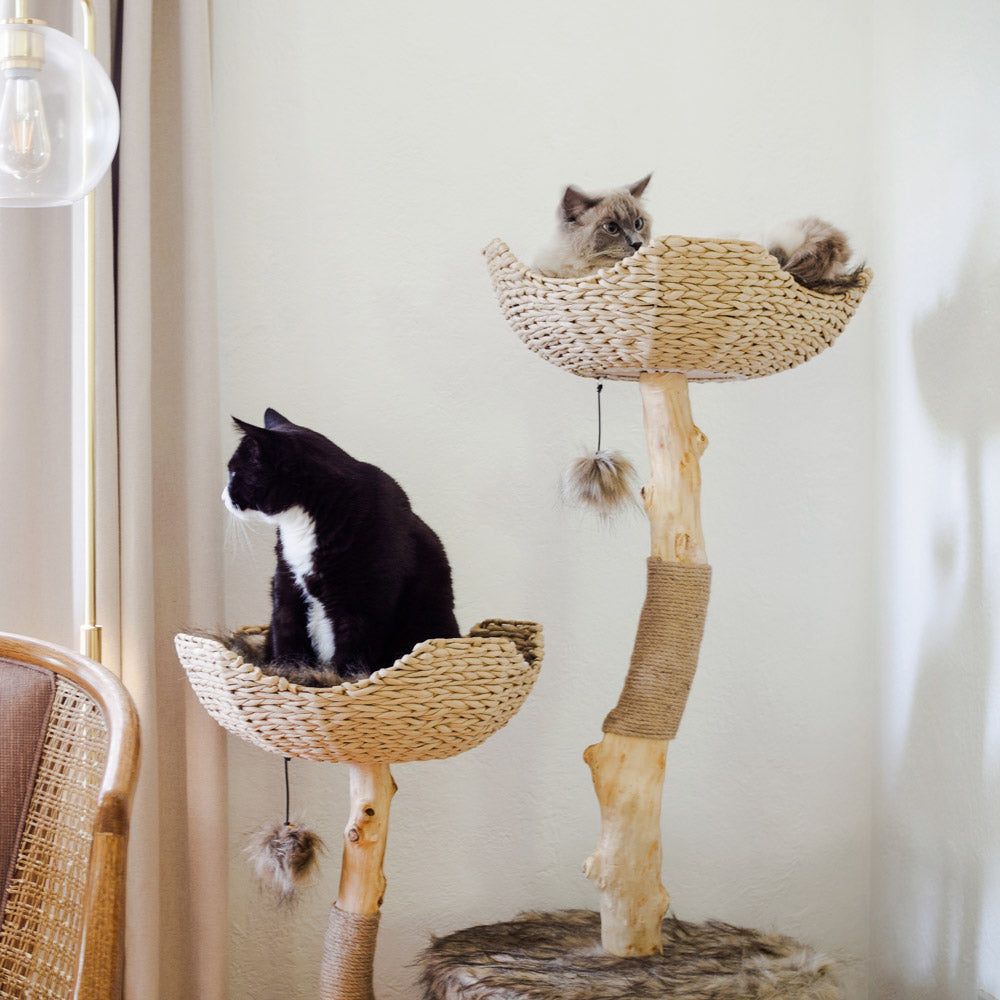 Large Cat Trees For Your Home