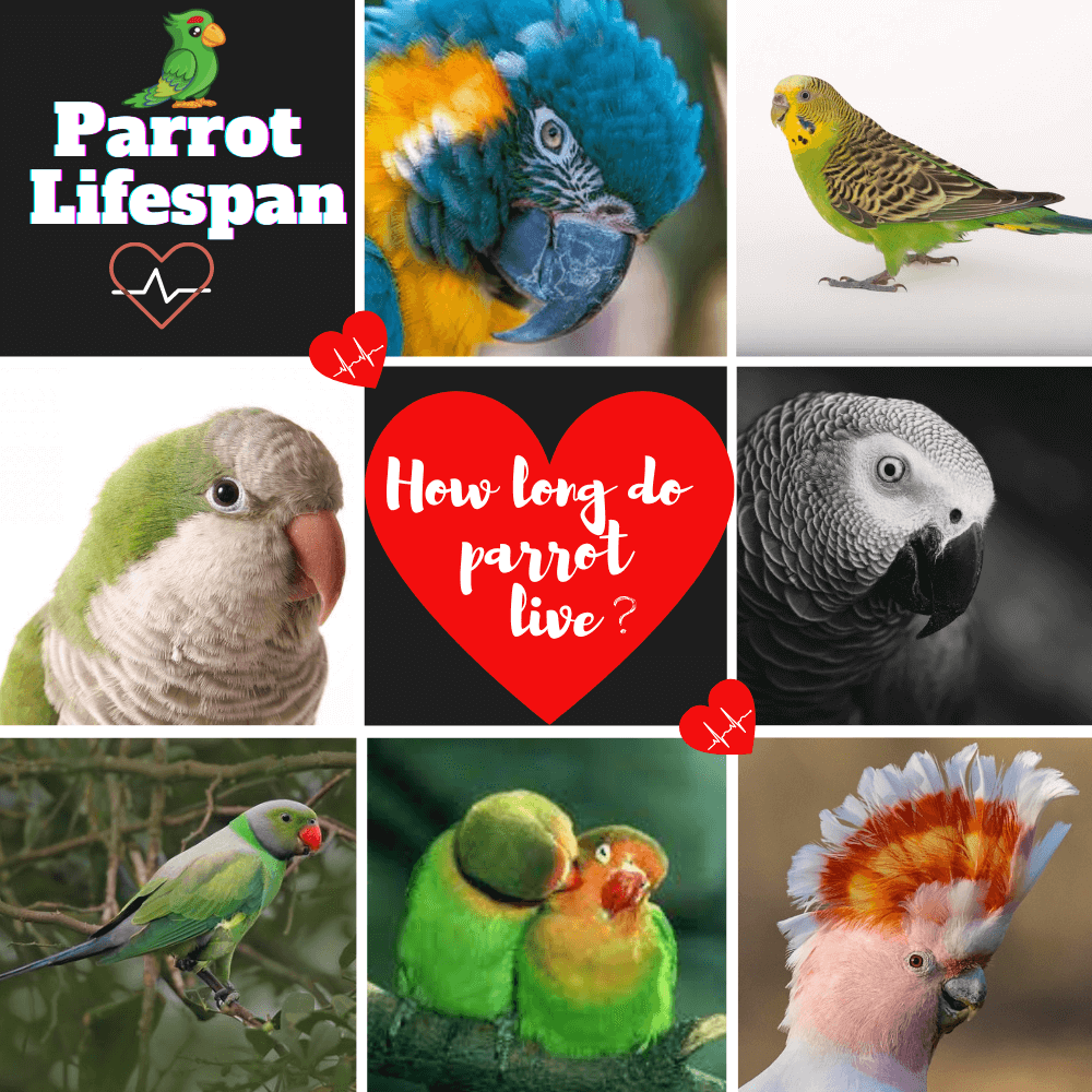 parrot lifespan