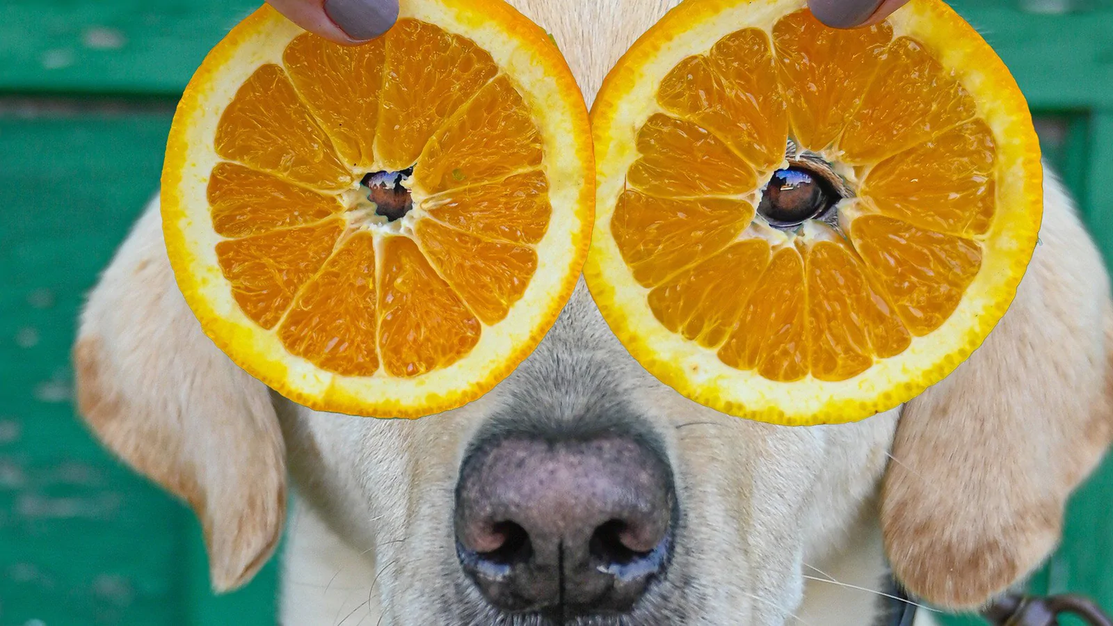 Can Dogs Eat Clementines