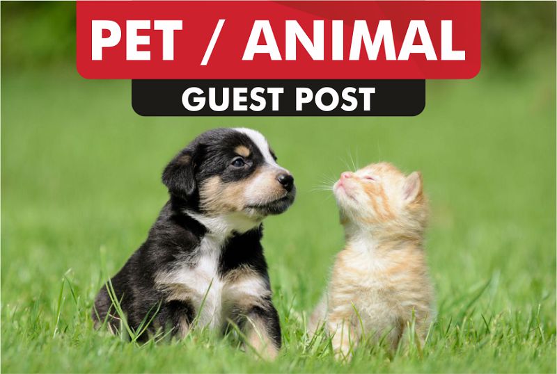 Pet Blogs Write For Us