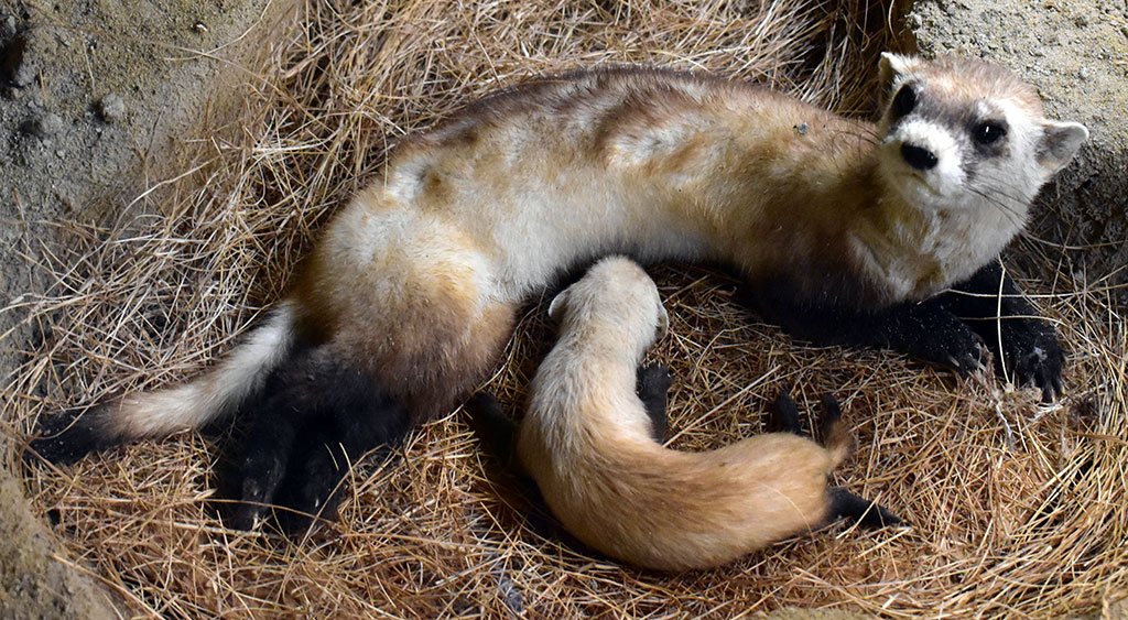 You Must Know About Black Footed Ferret