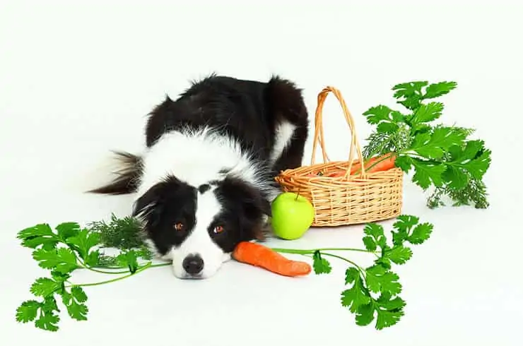 Can Dogs Eat Cilantro ?