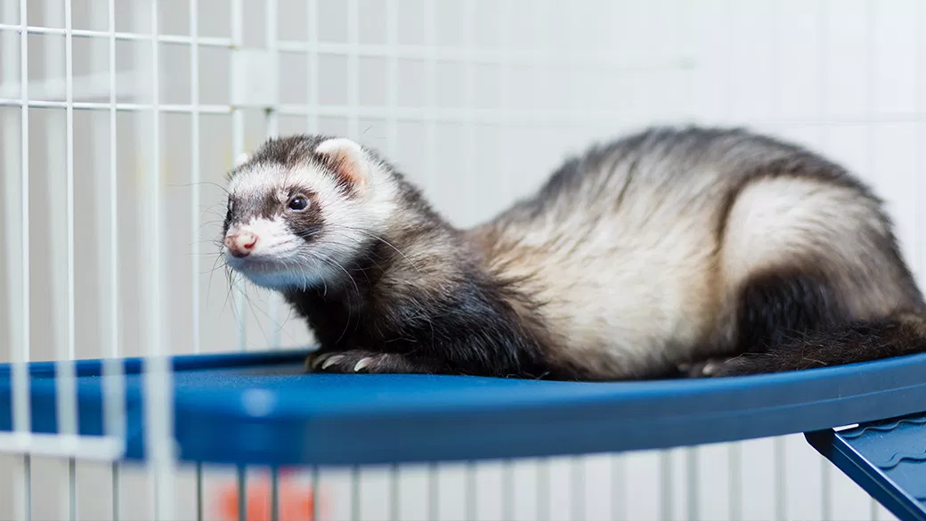 Buying a Ferret Cage Is A best Thing ?