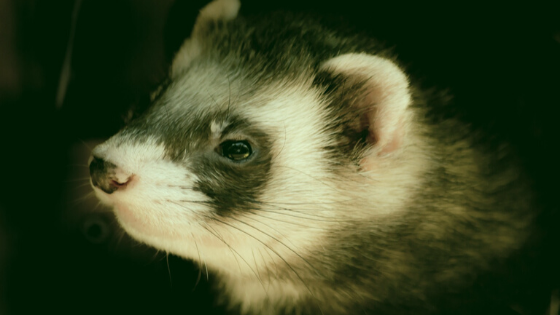 How to Choose a Ferret ?