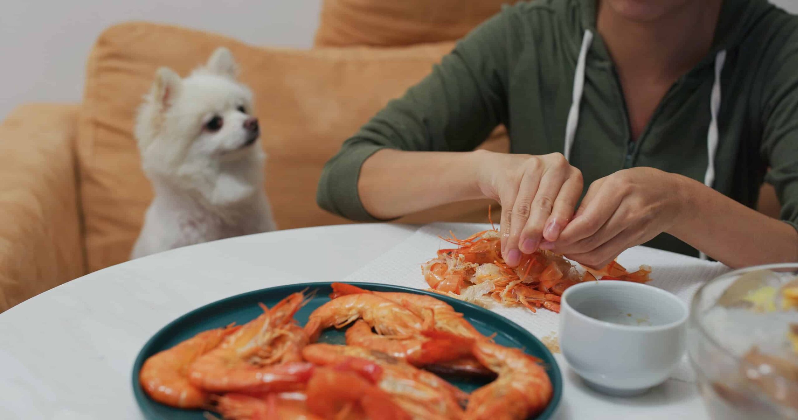 Is Shrimp Bad For Dogs ?