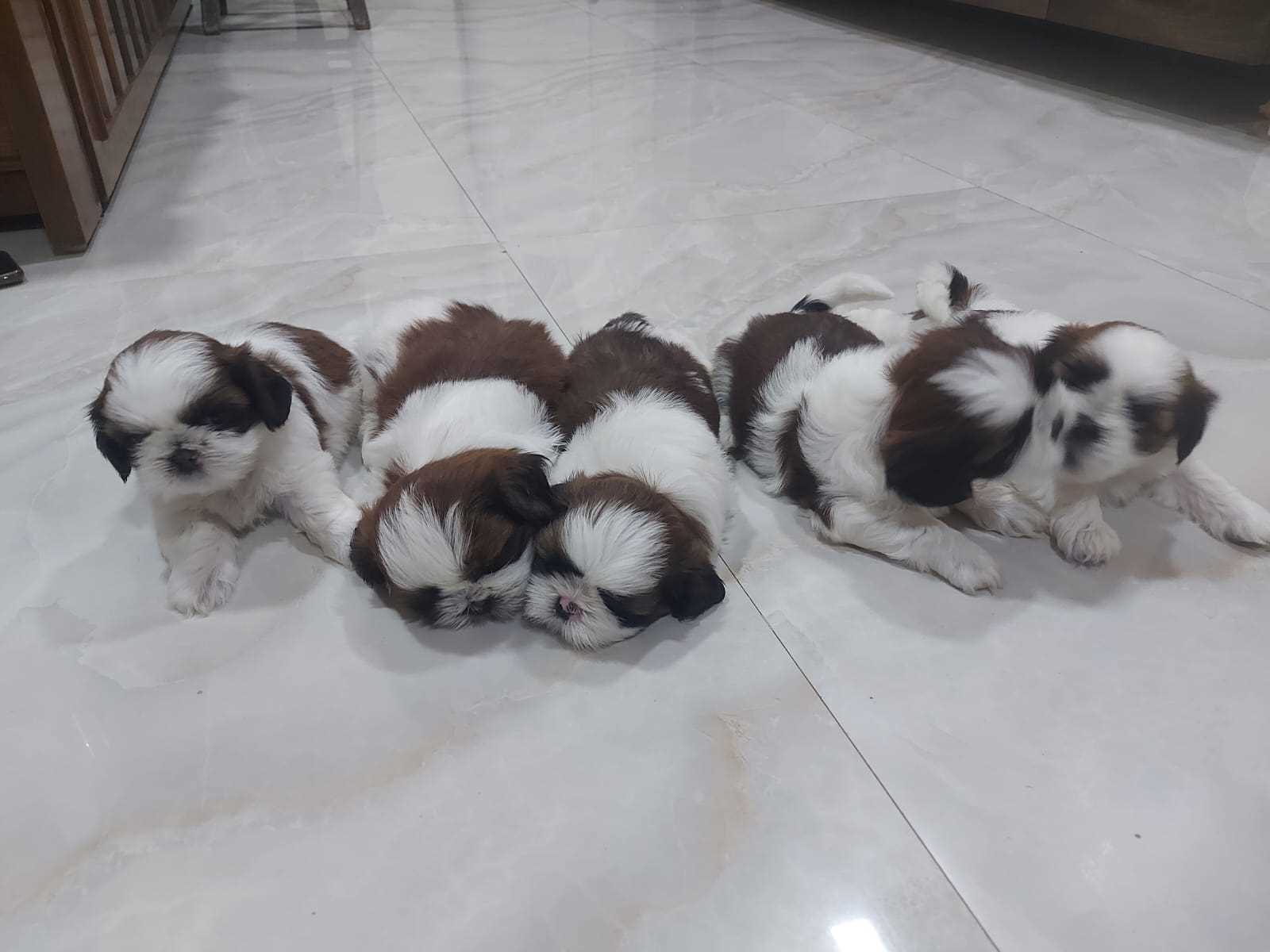 Shih-Tzu puppies for sale