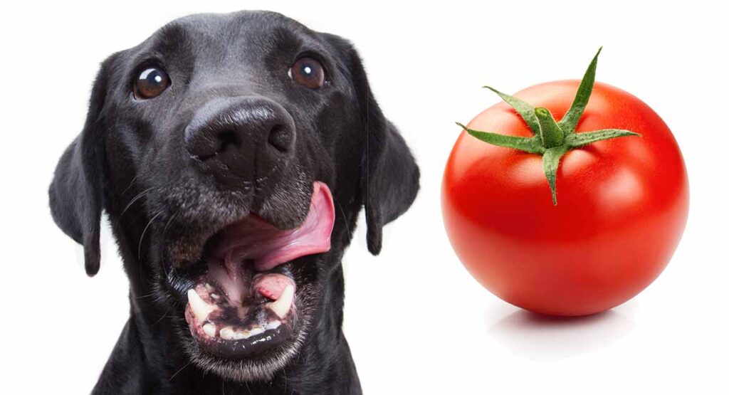 Can Dogs Have Tomatoes