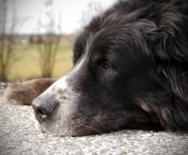 Common Health Issues Dogs Face as They Age