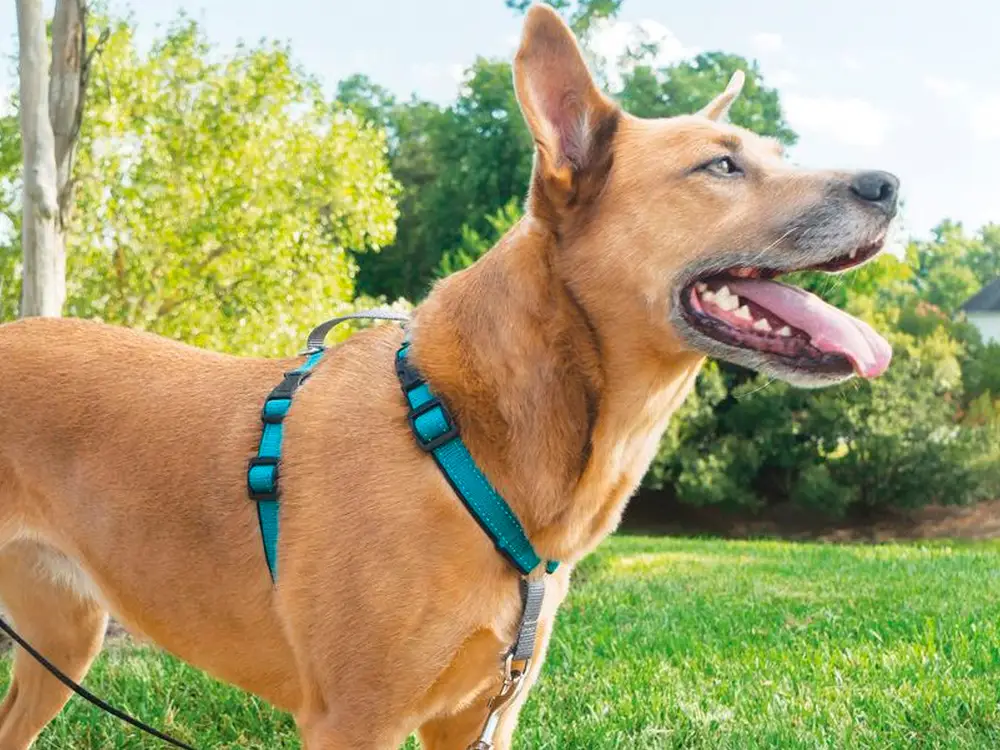 How to get the right dog harness for your dog ?