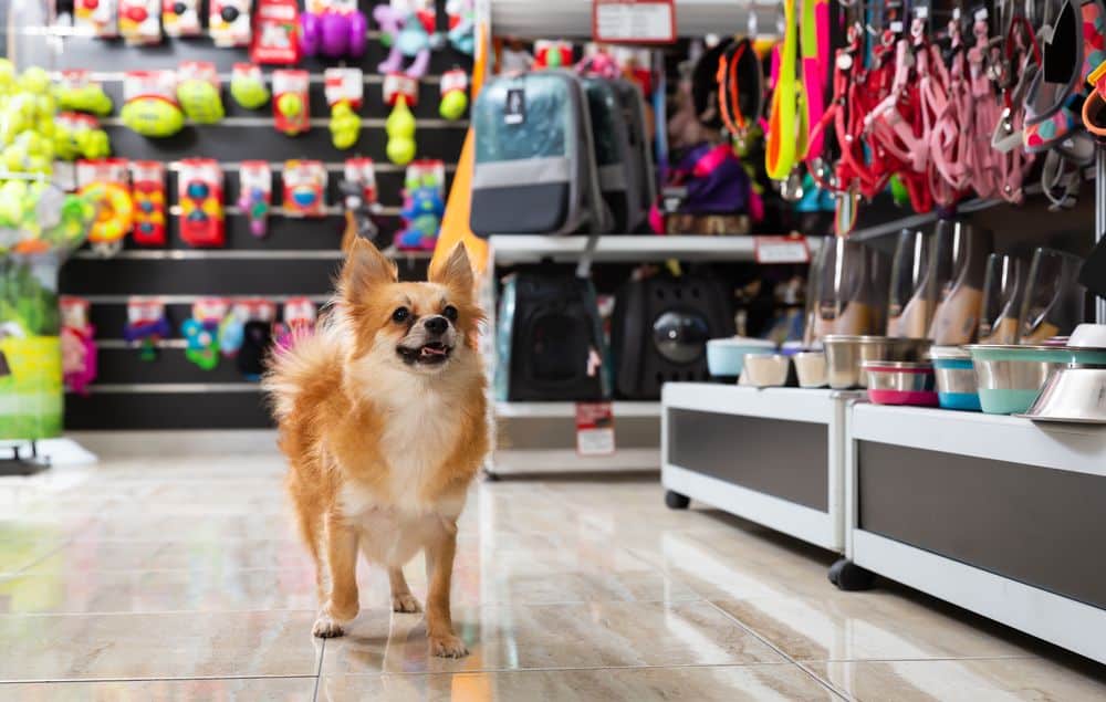 The Complete Guide to Starting a Pet Business and What You Need To Know