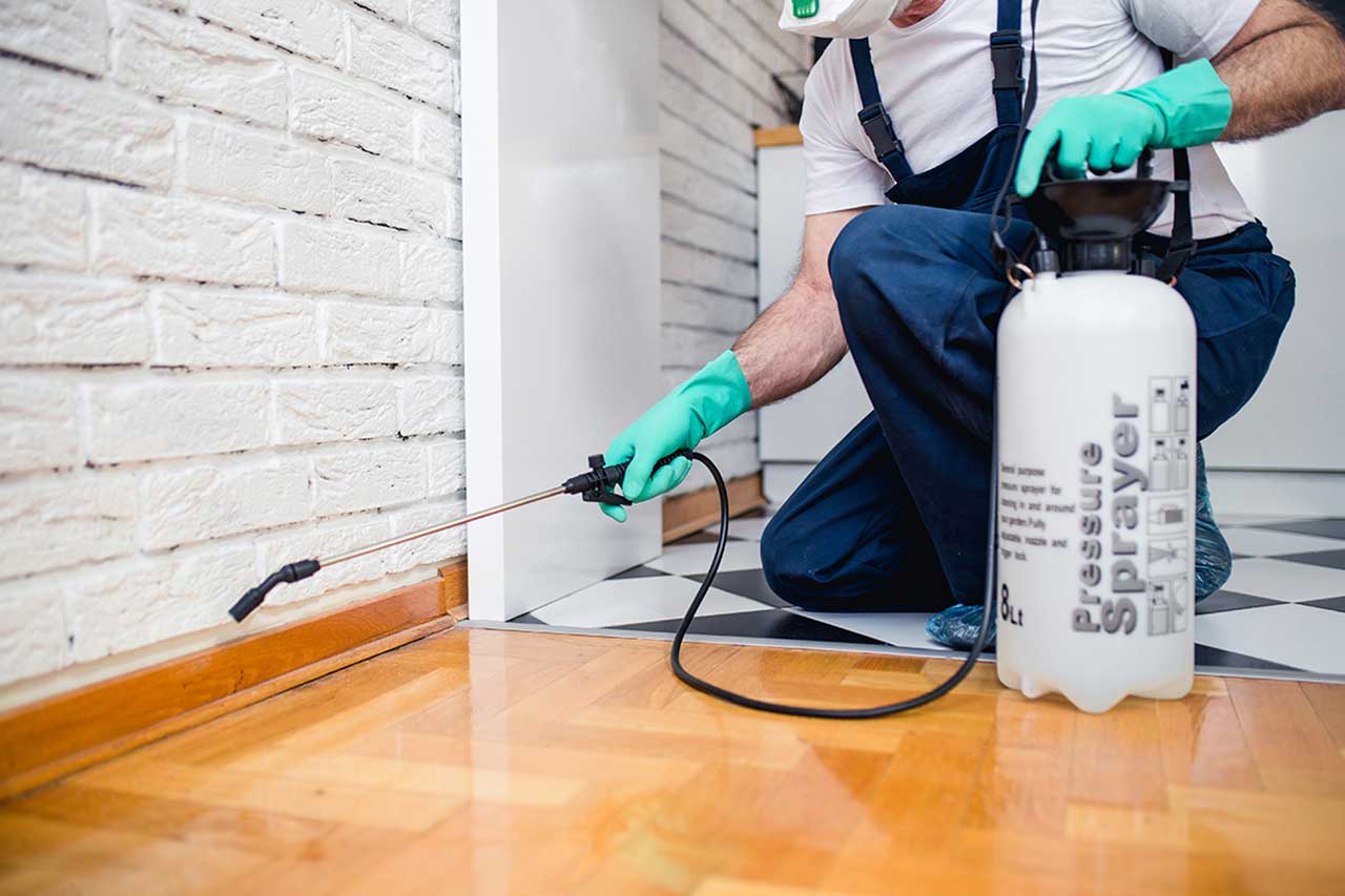 What to Expect When You Order Pest Control at Your House or Business ?