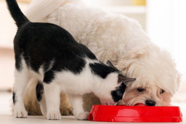 Why Do Dogs Eat Cat Poop ?