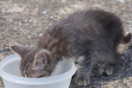 How Long Can a Cat Go Without Eating?