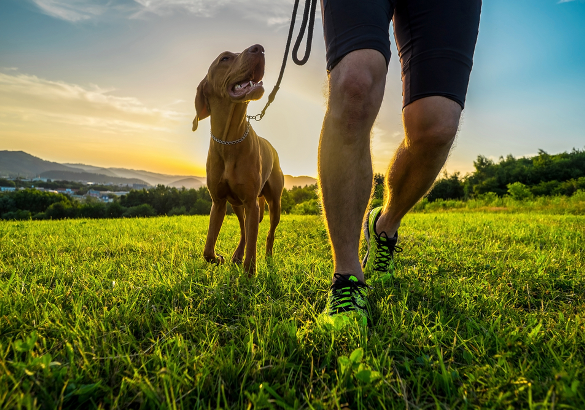 8 Active Dog Breeds That’ll Help You Stay Fit
