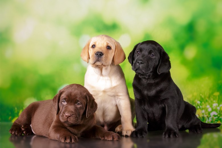 Top 5 Puppy Advertising Sites For Breeders