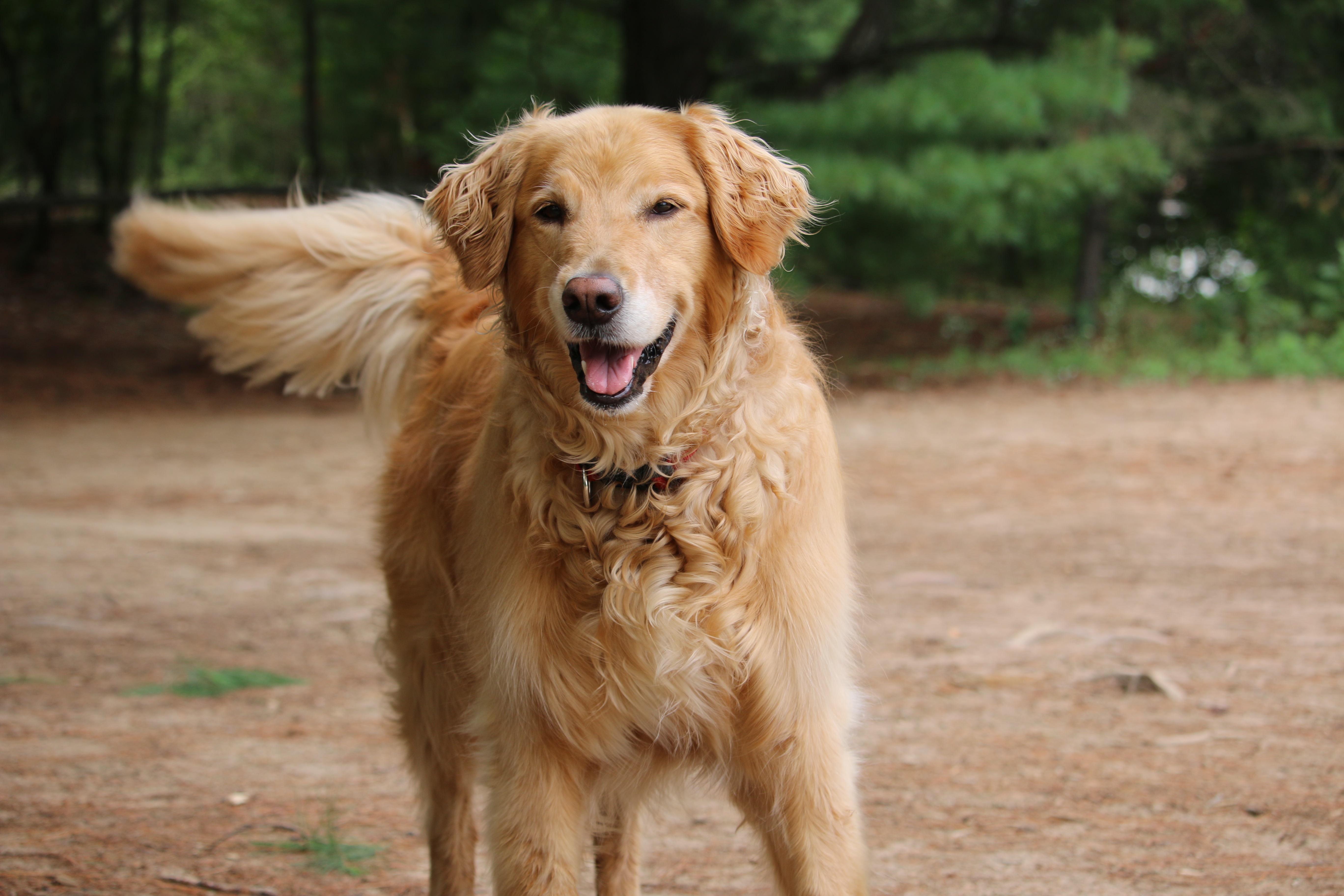 6 Immediate Steps to Take When You Discover Fleas or Ticks on Your Dog