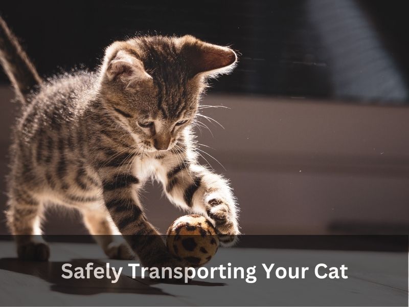 Safely Transporting Your Cat