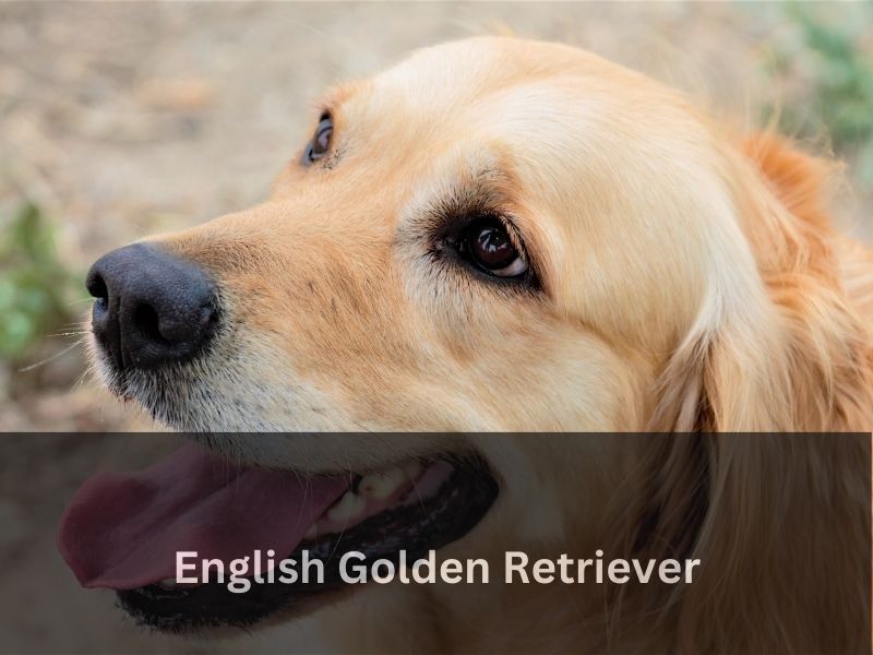 English Golden Retriever
