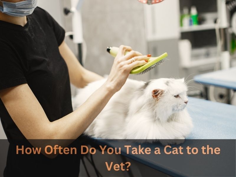 You have To Know About How Often Do You Take a Cat to the Vet?