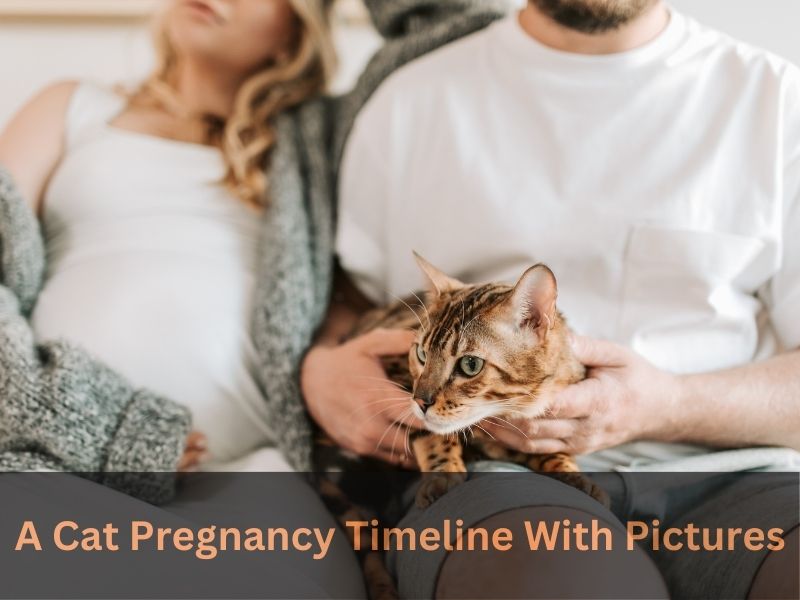cat pregnancy timeline with pictures