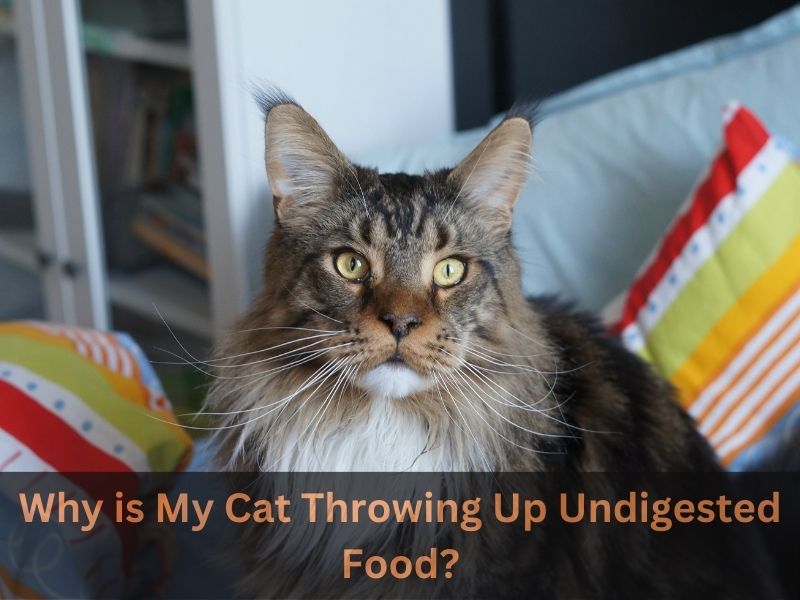 Why is My Cat Throwing Up Undigested Food