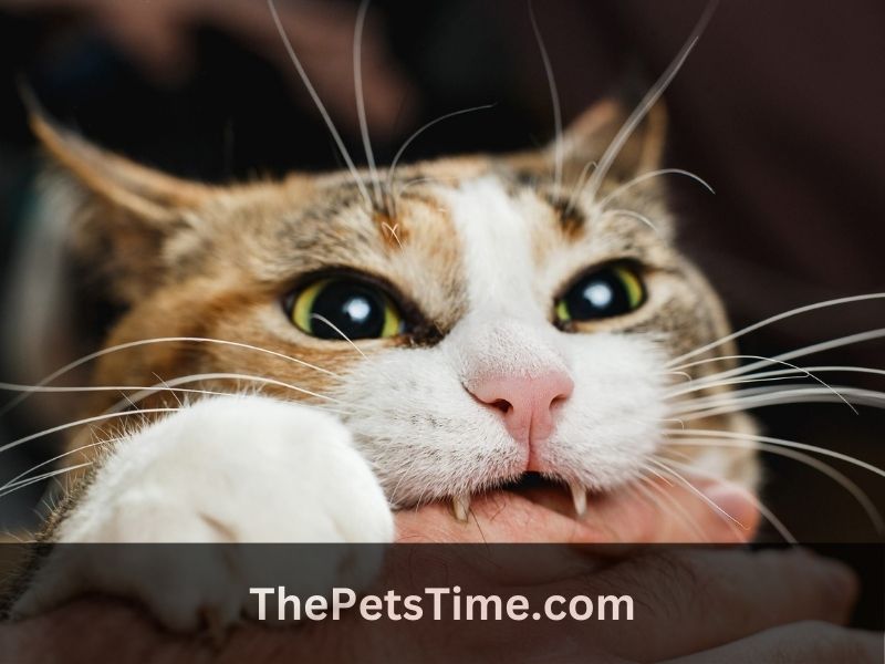 Why Does My Cat Bite Me When I Pet Her? Understanding Feline Behavior