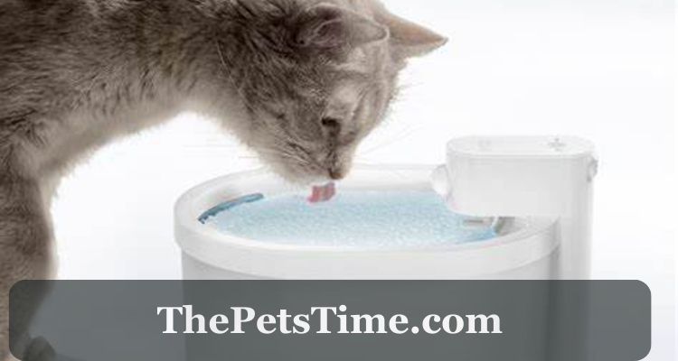 Cat Drink Water: Importance and Tips for Encouraging Hydration