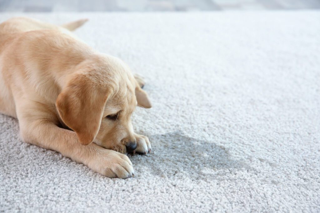 How to Remove Pet Stains: Effective Solutions for a Clean, Fresh Home