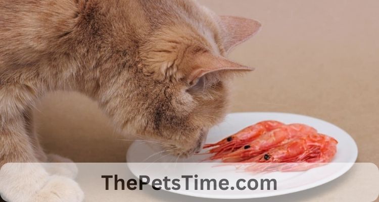 Can Cats Eat Shrimp?