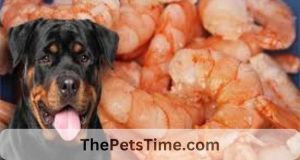 Can Dogs Eat Shrimp Tails