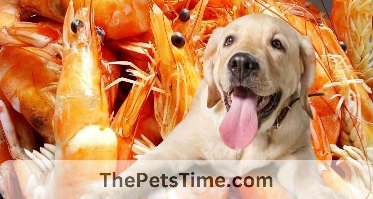 Can Dogs Eat Cooked Shrimp