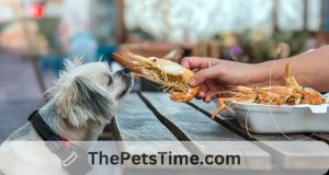 Can Dogs Eat Shrimp Cooked?