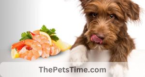 Dogs can eat Shrimp