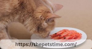 Should Cats Eat Shrimp?