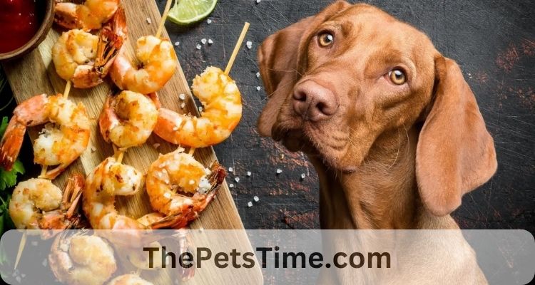 Can Dogs Eat Shrimp Cooked?